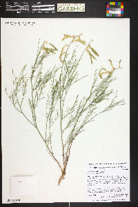 Astragalus lonchocarpus image