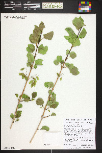 Fraxinus anomala image