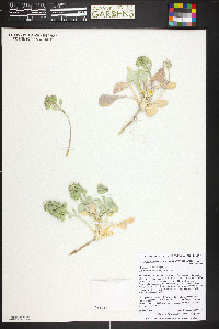 Physaria acutifolia image