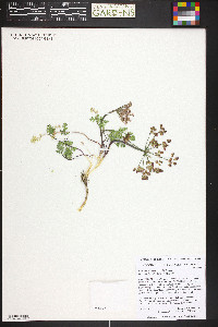 Aulospermum purpureum image