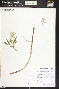 Oenothera cespitosa subsp. navajoensis image