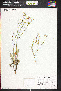 Eriogonum lonchophyllum image