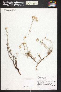 Eriogonum microthecum var. simpsonii image