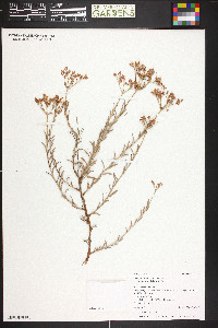 Eriogonum microthecum var. simpsonii image