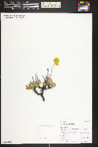 Eriogonum umbellatum var. aureum image