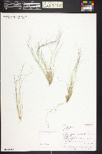 Aristida purpurea var. purpurea image