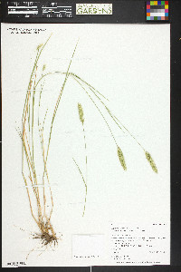 Agropyron cristatum image