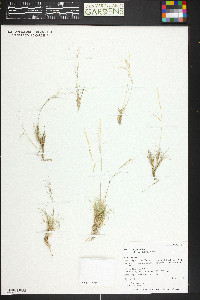 Aristida purpurea var. fendleriana image