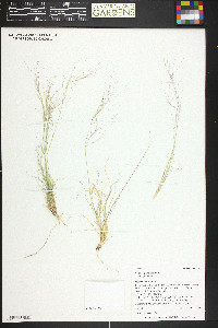 Aristida purpurea var. purpurea image