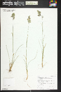 Poa fendleriana subsp. longiligula image