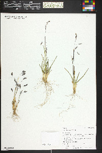 Poa reflexa image