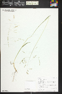 Poa reflexa image