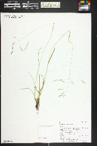 Poa reflexa image