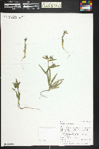 Mentzelia dispersa image