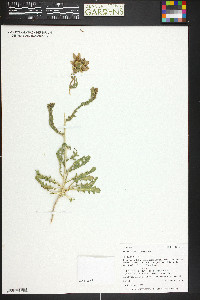 Mentzelia pterosperma image