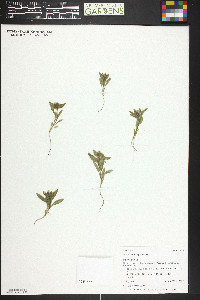 Mentzelia thompsonii image