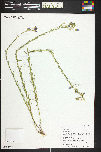 Linum lewisii var. lewisii image