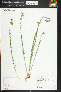 Linum lewisii image