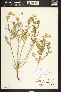 Oenothera latifolia image