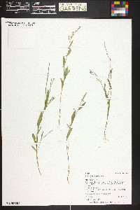 Polygonum douglasii image