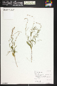 Polygonum douglasii image