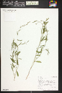 Polygonum douglasii image