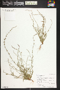 Polygonum douglasii image