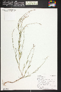 Polygonum douglasii image