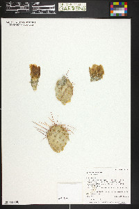 Opuntia polyacantha var. polyacantha image