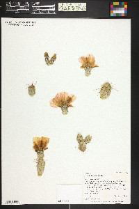 Opuntia fragilis image