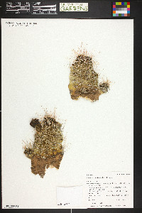 Echinocereus triglochidiatus image