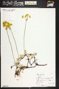 Eriogonum umbellatum var. umbellatum image