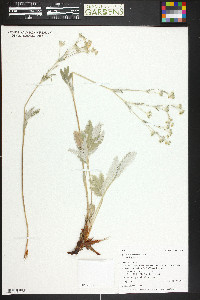 Potentilla hippiana image