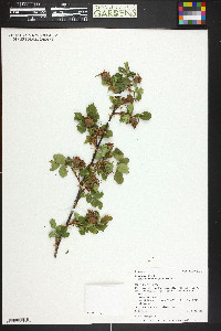 Rosa woodsii var. ultramontana image