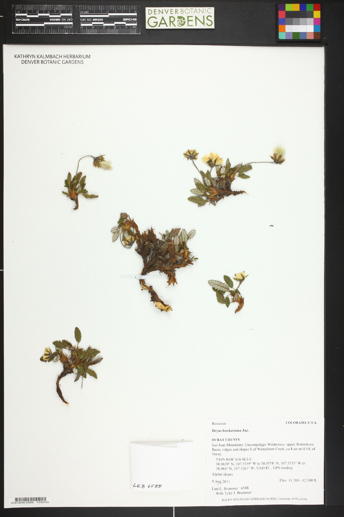 Dryas hookeriana image