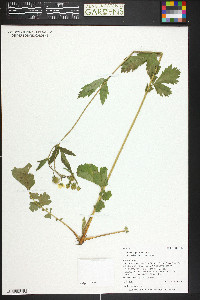 Geum macrophyllum image