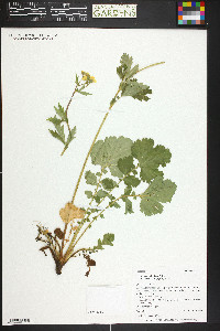 Geum macrophyllum var. perincisum image