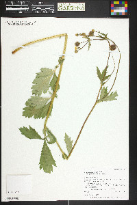 Geum macrophyllum image