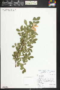 Rosa woodsii image