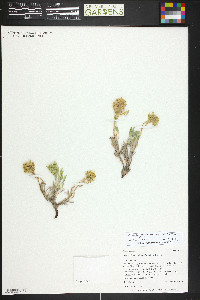 Oreocarya paradoxa image