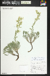 Oreocarya flavoculata image