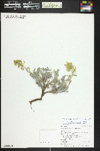 Oreocarya flavoculata image