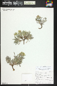 Oreocarya flavoculata image