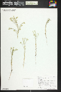 Cryptantha fendleri image