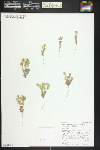 Cryptantha crassisepala image