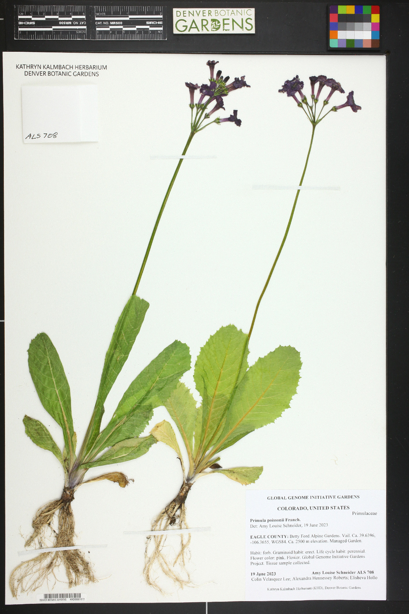 Primula poissonii image