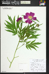 Paeonia anomala image