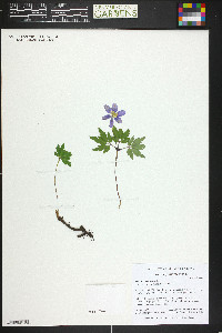 Anemone nemorosa image