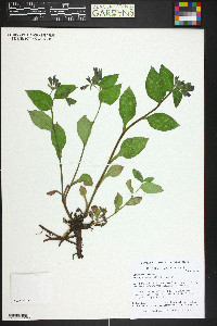 Pulmonaria officinalis image