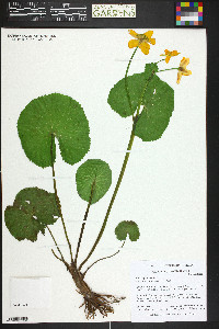 Caltha palustris image